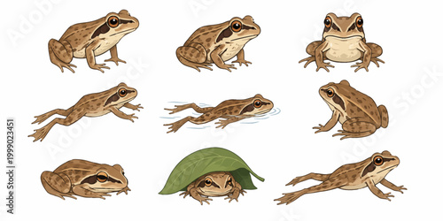 Frogs are sitting on a lily pad and jumping around the pond in various positions