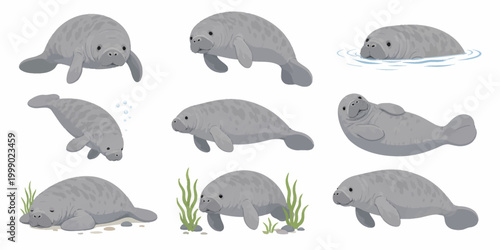 An illustration of multiple manatees swimming and playing in the water with seaweed.