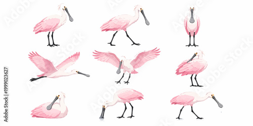 Nine pink spoonbills fly and stand in various poses in a wetland environment.