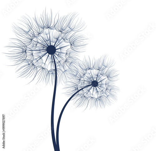 A flower of a field dandelion with seeds.