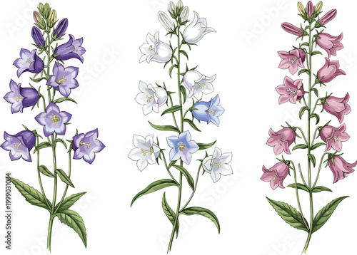 Elegant bellflower botanical illustrations set blooming campanula flowers with leaves vintage style vector design for floral decoration and nature themes