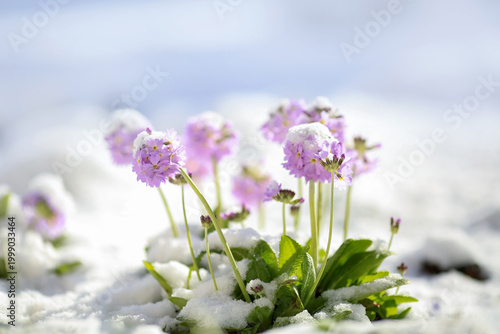 Blooming plant Primula in the snow