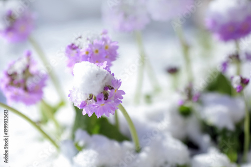 Blooming plant Primula in the snow