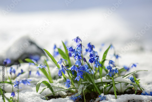 Blooming plant Scilla in the snow