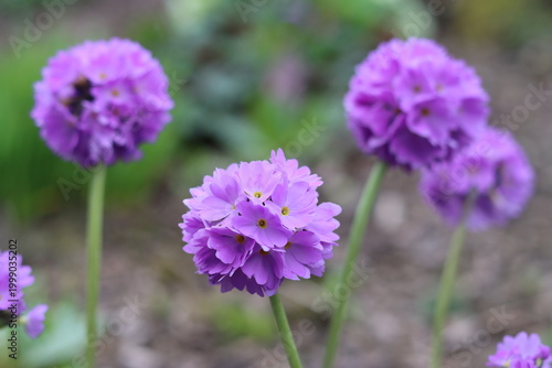 Schilderij op canvas Purple balls of flowers on Primula denticulata