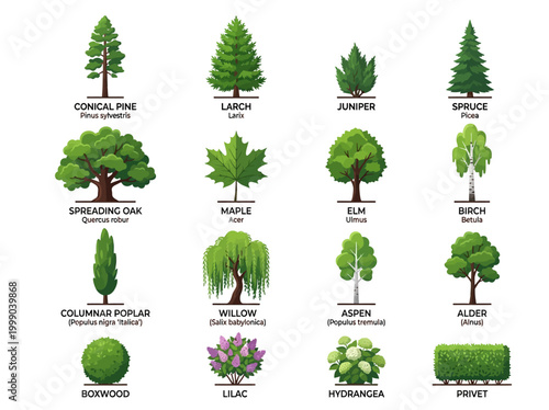 Collection of Trees and Shrubs Icons with Botanical Names for Landscape Design, Gardening, and Education including Oak, Pine, Maple, Willow, and Birch