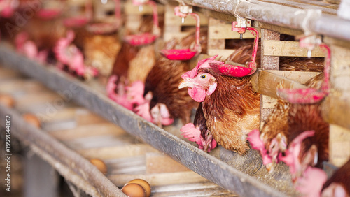 laying hens feeding in bamboo battery cages in poultry or chicken farm for brown egg production in bali, indonesia, southeast asia, intensive farming