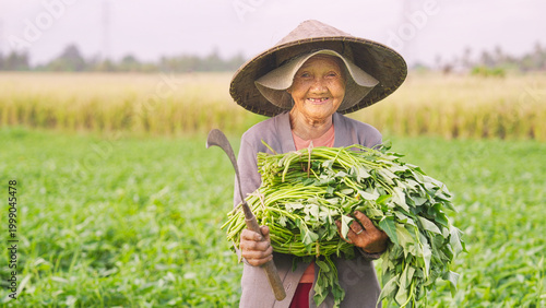 Cuadro en lienzo portrait, old indonesian woman vegetable farmer happy and smiling, water spinach