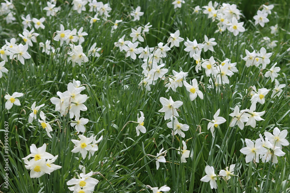 Fototapeta premium Daffodils in a garden in spring