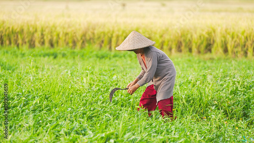 regenerative agriculture and farming, women in agriculture, old asian woman farmer on vegetable farm or field harvesting water spinach with sickle, wearing conical hat, bali, indonesia, authentic