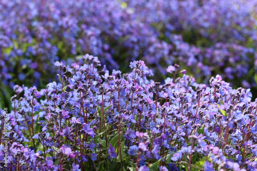 Obraz premium Omphalodes cappadocica 'Cherry Ingram' or navelwort flowers