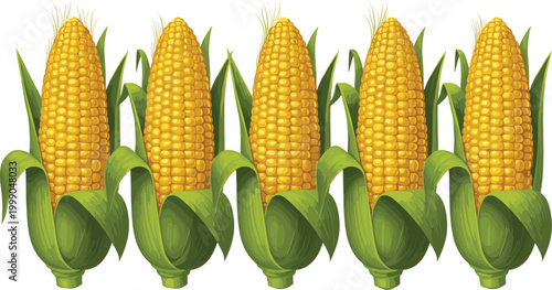 Fresh corn cobs collection with green husks vector illustration ripe maize vegetable harvest for farm food and agriculture design
