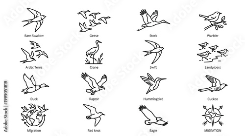 Birds in Flight and Perched.