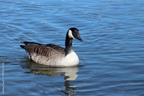 Canada goose