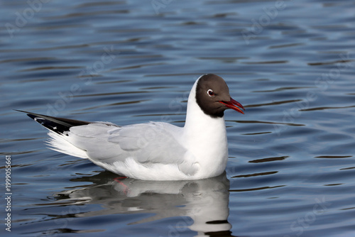 Black-headed gull