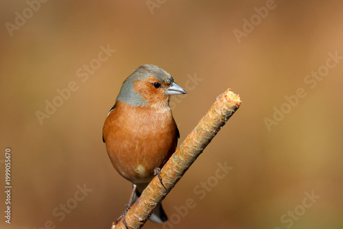 Chaffinch