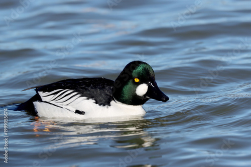 Goldeneye, male,