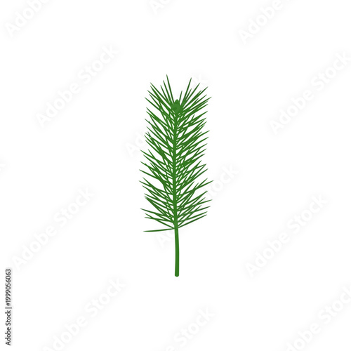 Single green pine branch illustration featuring detailed needles on a central stem, isolated on a white background. Evergreen conifer twig for botanical, nature, or holiday designs.