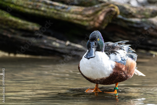 The northern shoveler, Spatula clypeata is a common and widespread duck.