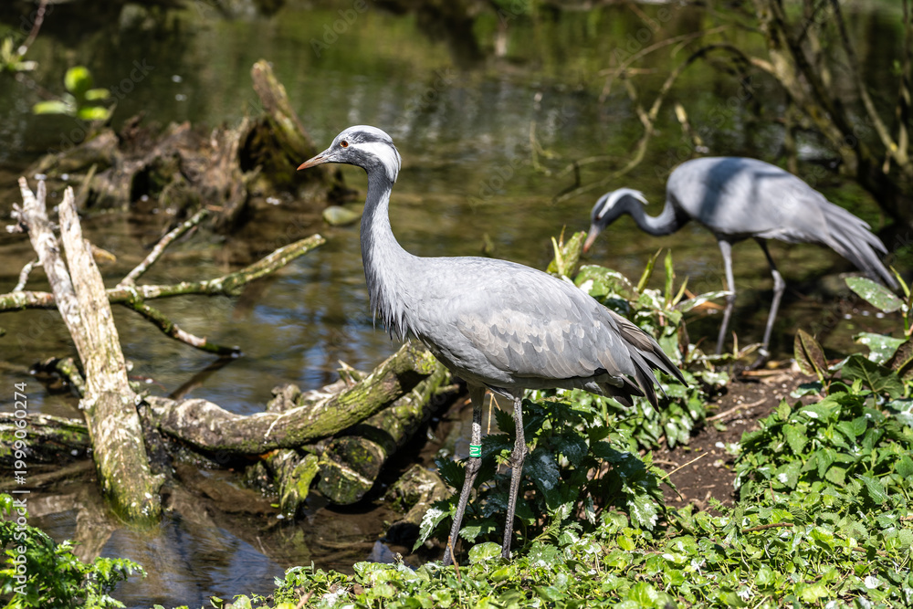 Obraz premium Demoiselle Crane, Anthropoides virgo are living in the bright green meadow during the day time
