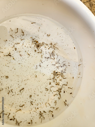 mosquito's larva in water