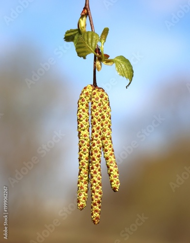 Fotografie Betula pendula (silver birch) catkins