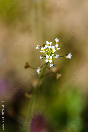 Capsella bursa-pastoris