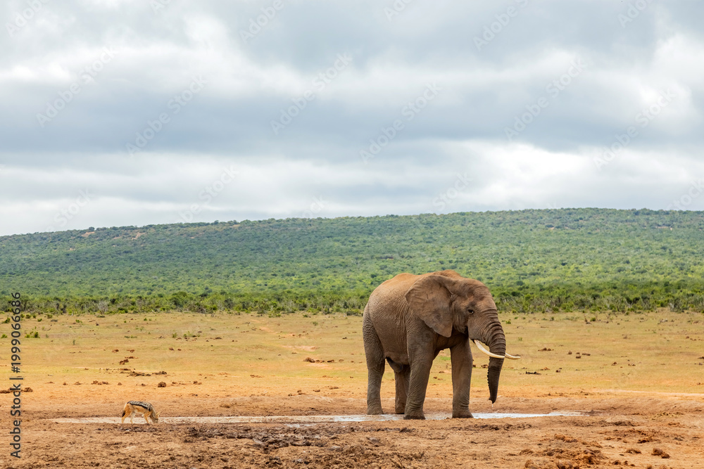 Fototapeta premium Elephant in Addo Elephant Safari Park
