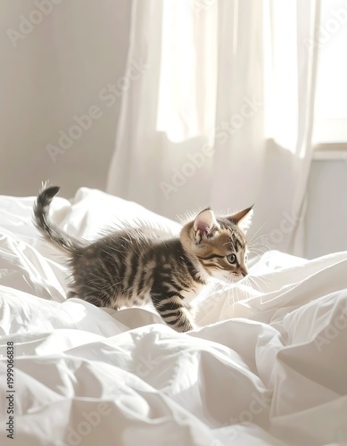 Cute tabby cat on bed.