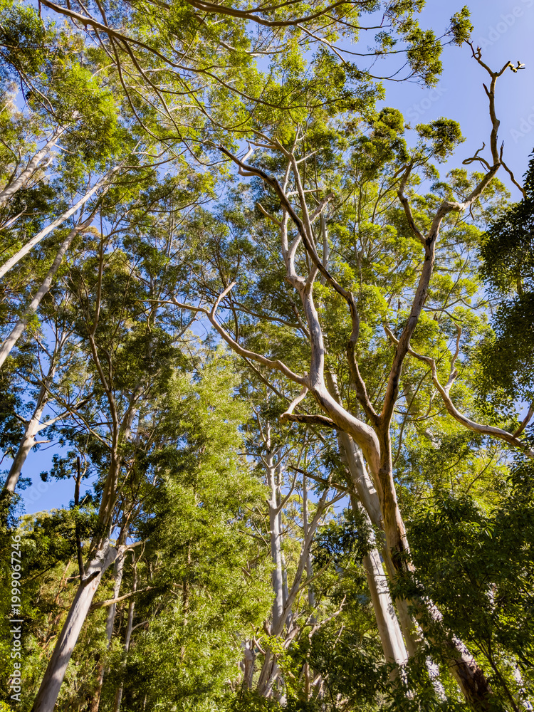 Fototapeta premium View of Bluegum, Eucalyptus tress in a forest
