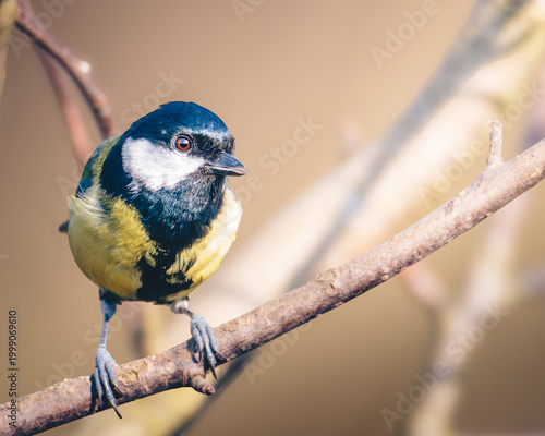 Great Tit, Parsus Major, perched in dappled spring sunlight, in Humford Woods., Northumberland, March 2026