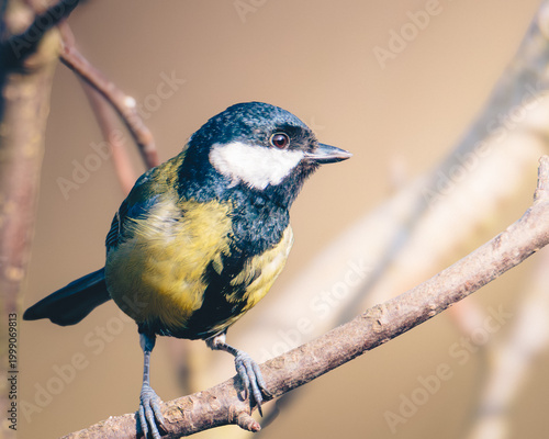 Great Tit, Parsus Major, perched in dappled spring sunlight, in Humford Woods., Northumberland, March 2026