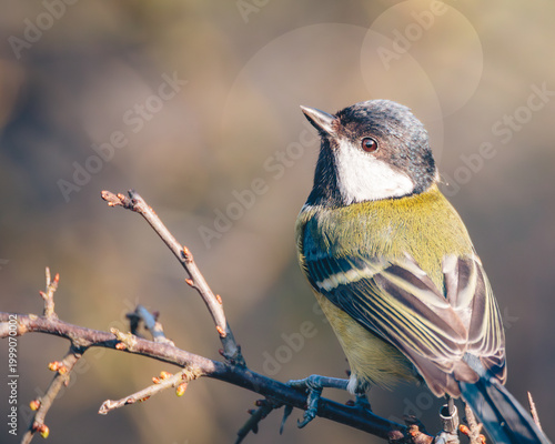 Great Tit, Parsus Major, perched in dappled spring sunlight, in Humford Woods., Northumberland, March 2026
