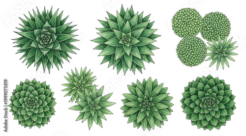 Top view of various green succulents and plants
