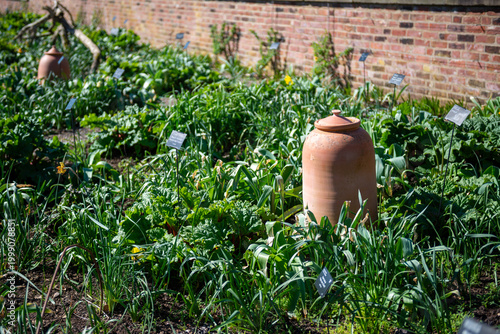 Clay pot in garden