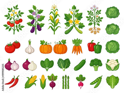 Comprehensive Garden Vegetable Vector Illustration Set with Plants and Harvested Produce