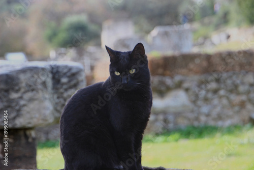 chat noir triste 