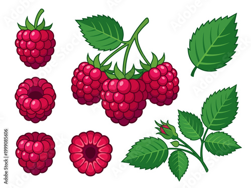 Set of raspberry vector illustrations with fresh berries, green leaves, and branch isolated on white background. Botanical fruit icons for food packaging and menu design.