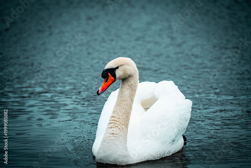 Elegant white mute swan with orange beak swimming gracefully on dark rippling water, beautiful wildlife portrait with soft teal bokeh background.