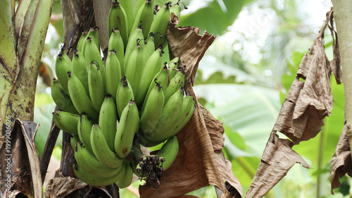 Green bananas growing on trees. Green tropical banana fruits close-up on banana plantation.	