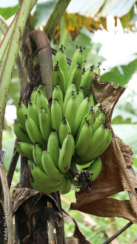 Green bananas growing on trees. Green tropical banana fruits close-up on banana plantation.	