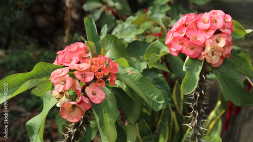Euphorbia Flower - Euphorbia Milii. Euphorbia is a type of plant that is sensitive to light at night. flower blooming at the garden