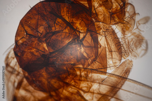 Fotografi Microscope view of a transparent amber insect specimen with veined wings, hairy body, and layered anatomy on a bright