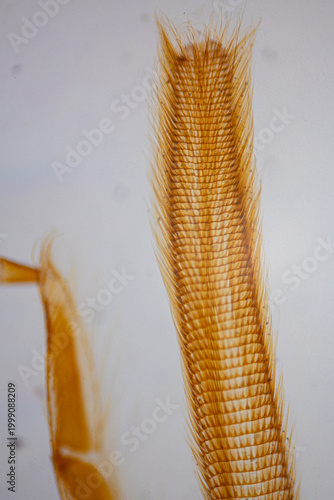 Quadro su tela A close-up of the transparent amber-colored insect wings or appendages with fine ribbed textures and delicate membranes