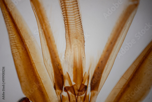 Quadro su tela A close-up of the transparent amber-colored insect wings or appendages with fine ribbed textures and delicate membranes