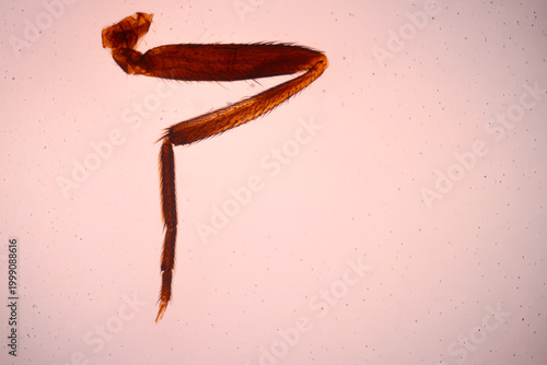 Microscope view of an amber-colored insect leg with segmented joints, fine bristles, and a large bright copy area.