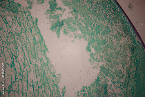 Bild auf Leinwand Microscopic section of green and magenta colored plant tissue showing layered cells, vascular zones, and organic textures