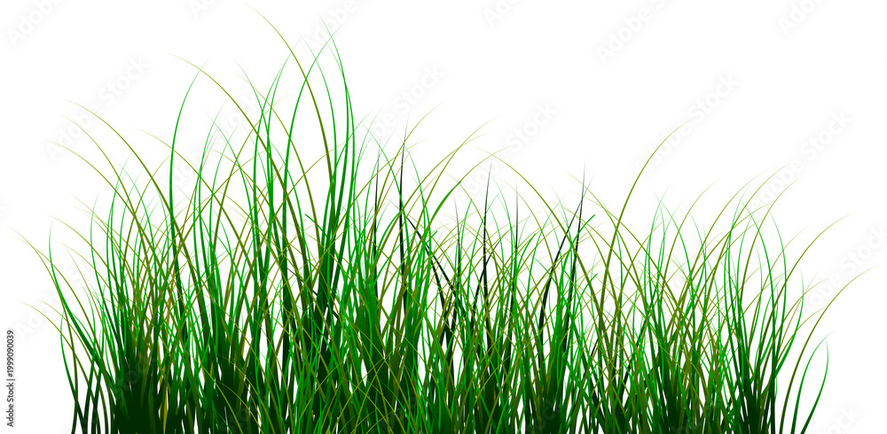 Fototapeta premium Green grass border illustration for nature background, lawn field element isolated clipart.
