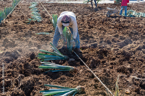 Foto A farmer is diligently planting young agave plants in neat rows within a sun-drenched field