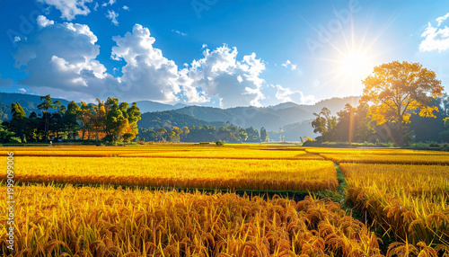 Picturesque golden rice fields in autumn countryside landscape with sunbeams
